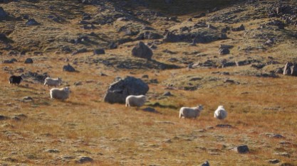 mehr Schafe